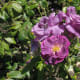 I think that purple roses are beautiful.
