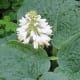 Another plant in the rockery