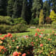 A scene in the rose garden