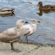 Immature gulls with a pair of mallard ducks in the background