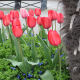 Red tulips
