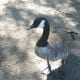 A Canada goose (Branta canadensis)