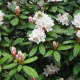 A rhododendron