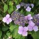 Lacecap hydrangea