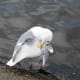 A preening glaucous-winged gull