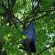 Emerald Ash Borer detection trap