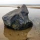 Glacial erratic in Red Creek, Hampton Bays, NY, US, 2009. Visit link for more info on this ventifact.
