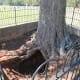 Prisoners carved out shelter in any way that they could. Escape attempts also were made by digging tunnels under cover.