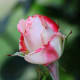 This close up view of a Rose Bud allows you to study the curves of the petals, the blending of the colors, and the different textures.
