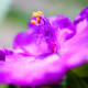 The Spider Wort is a very tiny flower. The the use of macrophotography, details of this flower become more apparent, and even more stunning.