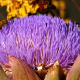 Purple Thistle