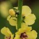 Mullien: A even more close-up view is shared below.