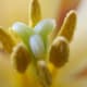Look at the detail of the pollen grains!