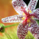 The Toad Lily blooms for a very short period of time in the spring. The spots on its petals make for a very interesting appearance that can appreciated so much more when observed in an enlarged image such as this one.