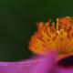 Stamens of this Rock Rose appear in all their glory when highlighted by the sun!