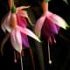 Fuchsia: The graceful lines, blending of colors and the amazing textures are revealed when looking at these flowers close-up.