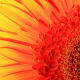 Gerbera Daisy: Look at all the different lines, colors and textures that are enhanced by light.