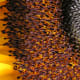 The thousands of stamens on this Sunflower look like an army of small bugs. After looking at this picture, it will be hard to ever view a sunflower the same again.
