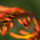 Macrophotography gives these buds a delicate appearance, and provides us a heavenly view while at the same time showing off a tremendous display of colors.