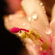 The water droplets add an interesting allure to this already beautiful image.