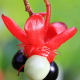 This image reveals that the surfaces of this flower has texture despite its waxy appearance.