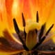 Inside this tulip you can see pollen and a single water drop.