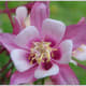 This image of the Columbine flower shows the wonderfully wild stamen and the blending of colors and textures wonderfully.