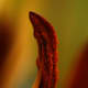 Bee Dust: the details of this pollen are displayed in all their glory in this image.