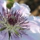 Be sure to click on this one to view a larger image. The details of this flower brighten and intensify.