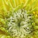 The center of the Zinnia looks like an alien maw with appendages ready to pull you in for digestion.