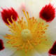 This beautiful Rock Rose exhibits a wonderful contrast of colors!