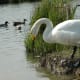 sticklebarn-tavern-birds