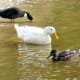 sticklebarn-tavern-birds