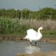 sticklebarn-tavern-birds