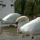 sticklebarn-tavern-birds