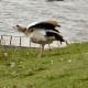 sticklebarn-tavern-birds