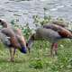 sticklebarn-tavern-birds