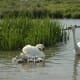sticklebarn-tavern-birds