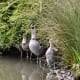 sticklebarn-tavern-birds