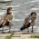 sticklebarn-tavern-birds