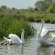 sticklebarn-tavern-birds