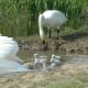 sticklebarn-tavern-birds