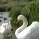 sticklebarn-tavern-birds