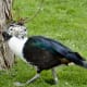 sticklebarn-tavern-birds