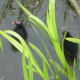 sticklebarn-tavern-birds