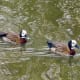 sticklebarn-tavern-birds