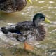sticklebarn-tavern-birds