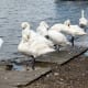 sticklebarn-tavern-birds