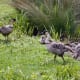 sticklebarn-tavern-birds