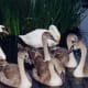 sticklebarn-tavern-birds
